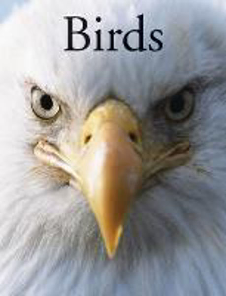 Picture of Birds